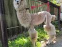 Alpaca shearing