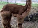 Alpaca shearing