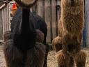Alpaca shearing