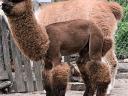 Alpaca shearing