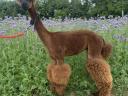 Alpaca shearing