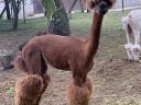 Alpaca shearing