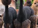Alpaca shearing