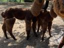 Alpaca shearing