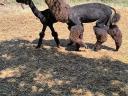 Alpaca shearing