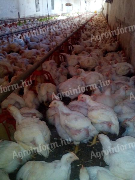 2,5 kg găini hibride cu carne albă (numai cocoș) de vânzare