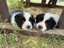 Border collie puppies