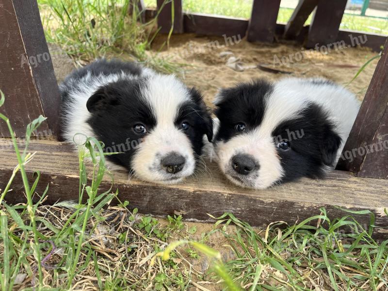 Border collie puppies
