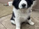 Border collie puppies