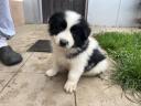 Border collie puppies