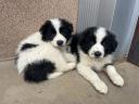 Border collie puppies
