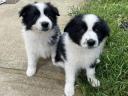 Border collie puppies