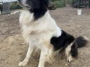 Border collie puppies