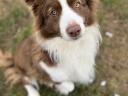 Border collie puppies