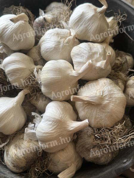 Grüner gehackter Knoblauch