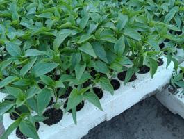Fűszerpaprika-palánta