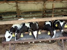 Eladó 5 db Holstein-fríz bikaborjú