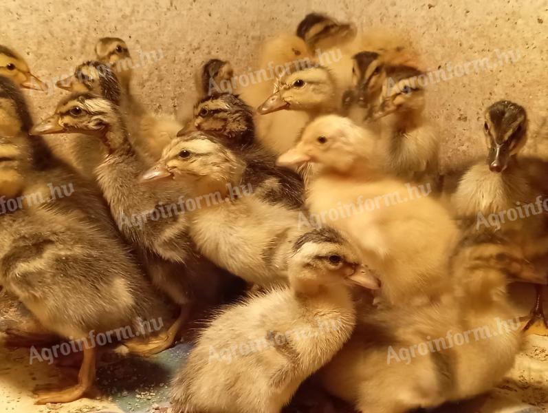 Running duck Running duck