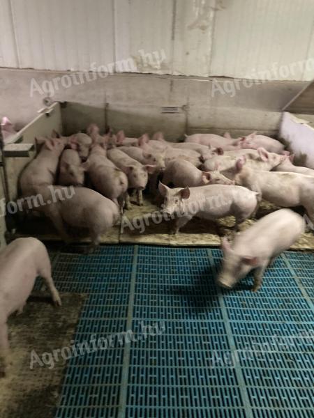 Ferkel 25-28 kg