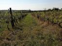 Vinogradsko područje