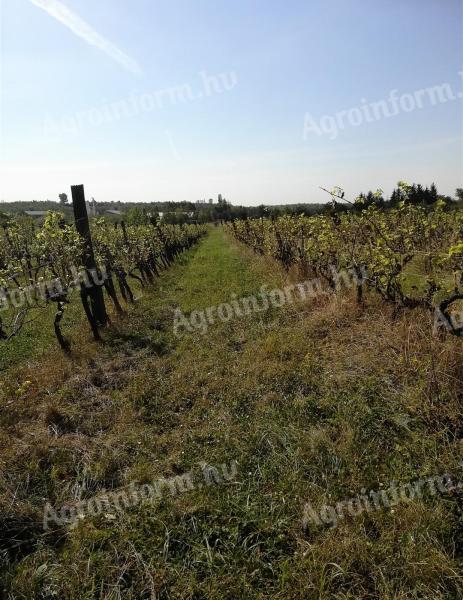 Vinogradsko područje