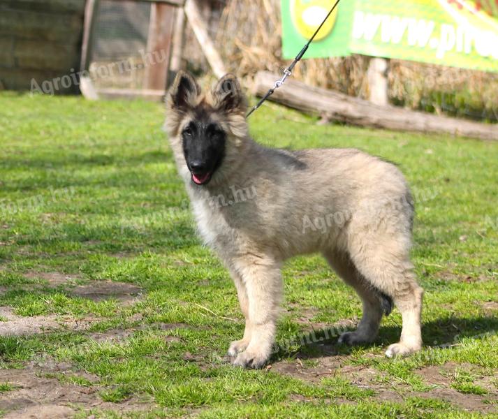 Žensko štene belgiǰskog ovčara (tervuren), dostupno iz odgaǰivačnice stare 30 godina