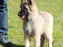 Žensko štene belgiǰskog ovčara (tervuren), dostupno iz odgaǰivačnice stare 30 godina