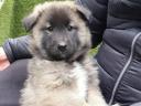 Žensko štene belgiǰskog ovčara (tervuren), dostupno iz odgaǰivačnice stare 30 godina
