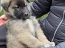 Žensko štene belgiǰskog ovčara (tervuren), dostupno iz odgaǰivačnice stare 30 godina