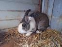 Buck rabbit for sale