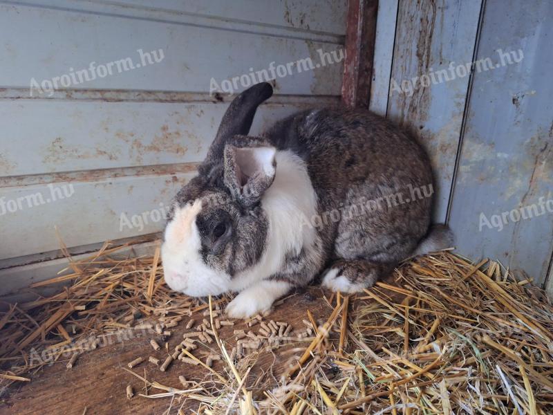 Buck rabbit for sale