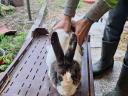 Buck rabbit for sale