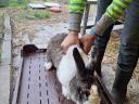 Buck rabbit for sale