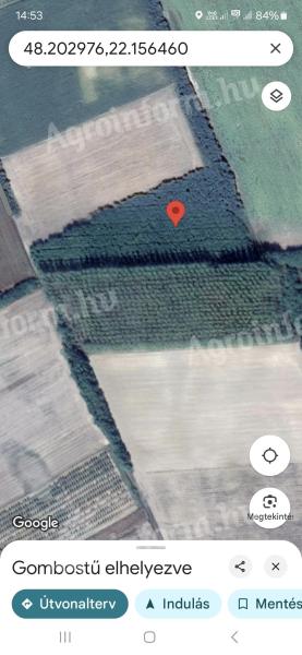 Akáciový les