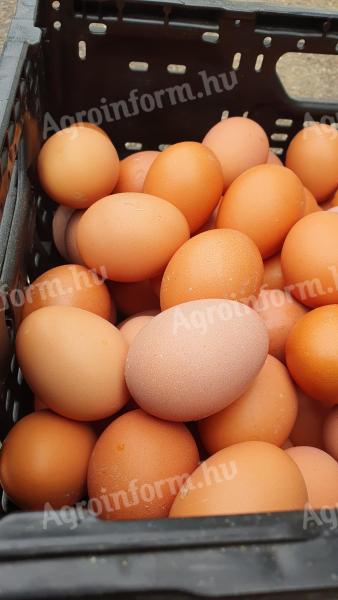 ŚWIEŻE i EXTRA ŚWIEŻE jaja hodowlane na sprzedaż w Zalaegerszeg