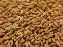 Triticale zu verkaufen
