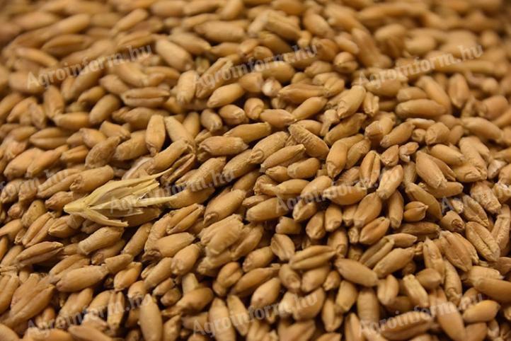 Triticale zu verkaufen