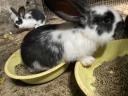 Election rabbit