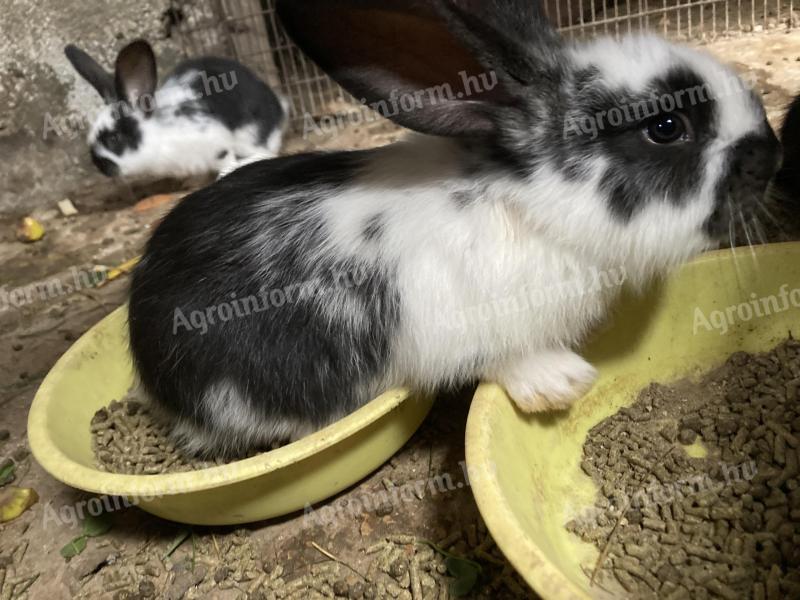 Election rabbit