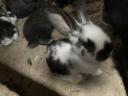 Election rabbit