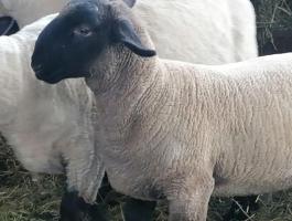 Angol suffolk kos bárány eladó