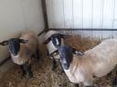Englische Suffolk Jerks