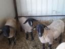 Englische Suffolk Jerks