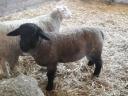 English Suffolk ram lamb for sale