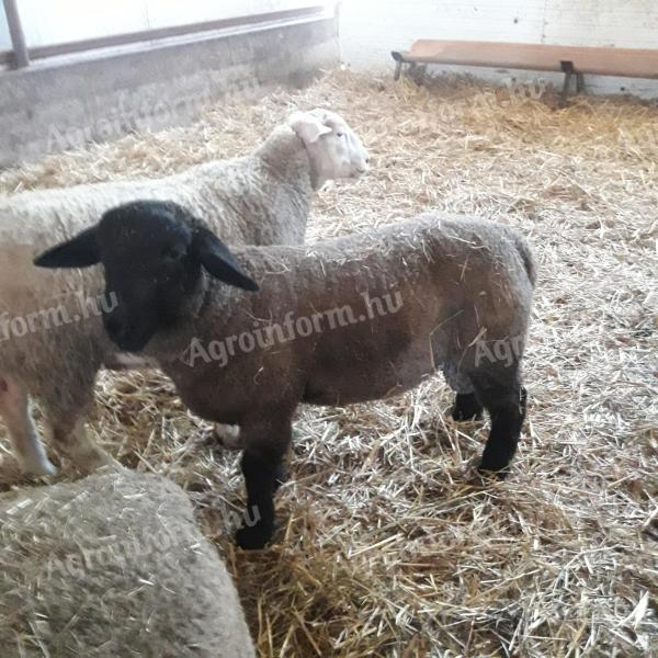 English Suffolk ram lamb for sale