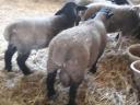 English Suffolk ram lamb for sale
