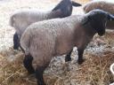 English Suffolk ram lamb for sale