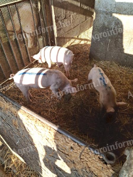 Ferkel zu verkaufen