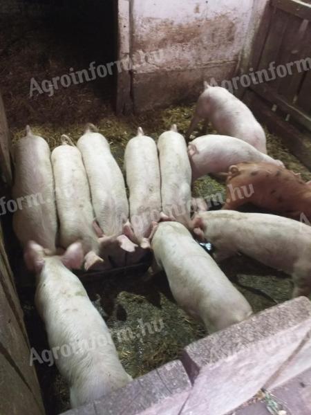 Ferkel zu verkaufen