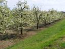 Bauernhof, Wald, Obstgarten zu verkaufen